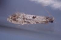 Nemapogon ruricolellus