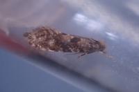Nemapogon ruricolellus