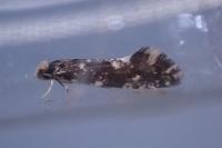 Nemapogon koenigi