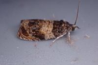 Celypha aurofasciana