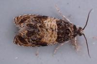 Celypha aurofasciana