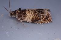Celypha aurofasciana