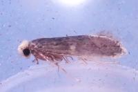 Monopis weaverella