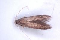 Coleophora serratella