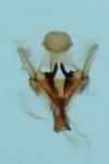 Coleophora serratella