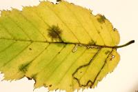 Stigmella carpinella