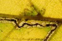 Stigmella carpinella