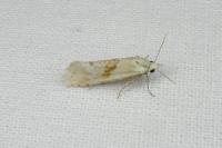 Cochylimorpha straminea/alternana