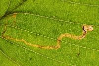 Stigmella lemniscella