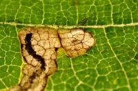 Stigmella lemniscella