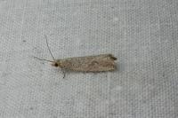 Bactra