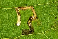 Stigmella tiliae