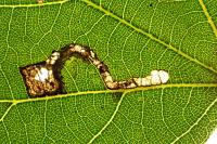 Stigmella tiliae
