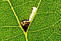 Bucculatrix thoracella