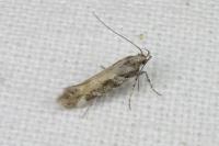 Aristotelia billii