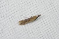 Dichomeris acuminata