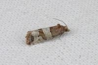 Lobesia indusiana/limoniana