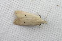 Nothris verbascella