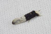 Trichophaga bipartitella