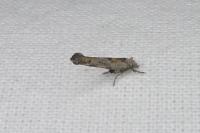 Zelleria oleastrella