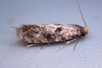 Nemapogon ruricolellus
