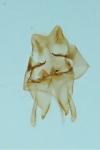 Nemapogon ruricolellus