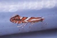 Phyllonorycter mespilella