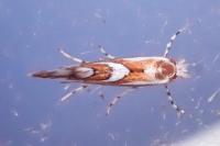 Phyllonorycter mespilella