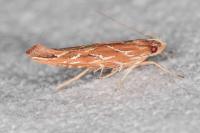 Pyroderces argyrogrammos