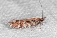 Aristotelia