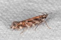 Aristotelia