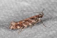 Aristotelia