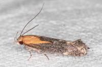 Stomopteryx basalis