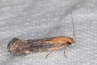 Stomopteryx basalis