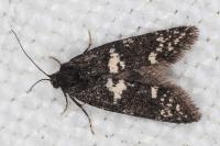 Penestoglossa gallica