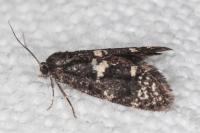 Penestoglossa gallica