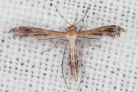 Stangeia siceliota
