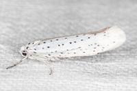 Yponomeuta evonymella