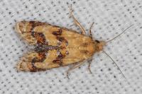 Aethes williana/margarotana