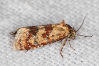 Aethes williana/margarotana