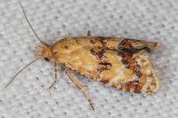Aethes williana/margarotana