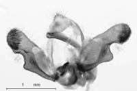 Rhyacionia pinicolana