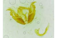 Stenoptilia bipunctidactyla