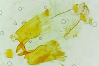 Agdistis heydenii