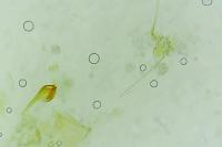 Cnaemidophorus rhododactylus