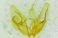 Pterophorus ischnodactylus