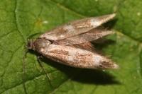 Scythris scopolella
