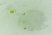 Oxyptilus