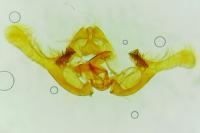 Endothenia marginana