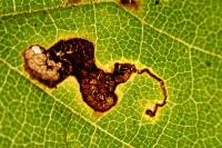 Stigmella salicis